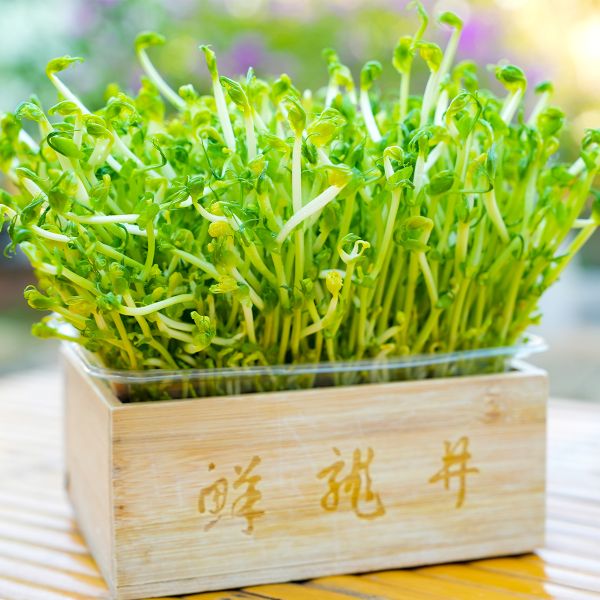 鲜美鲜龙井